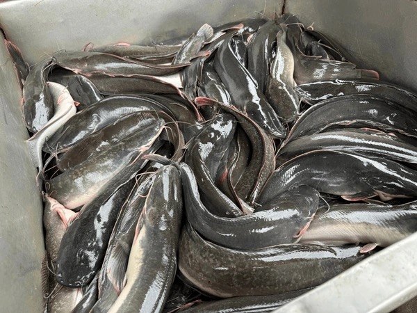 Fresh Catfish